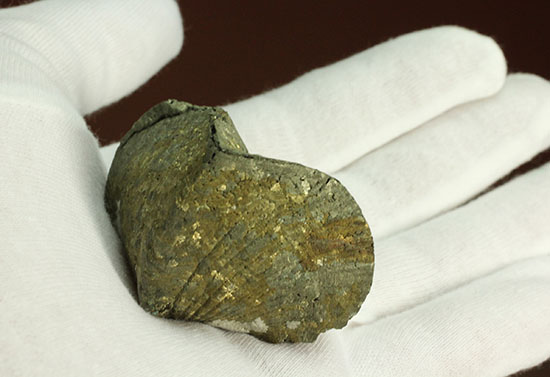 変わり種コレクション黄鉄鉱化した二枚貝の化石（その3）