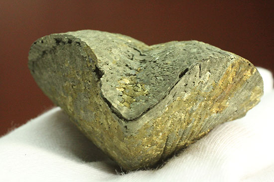 変わり種コレクション黄鉄鉱化した二枚貝の化石（その5）
