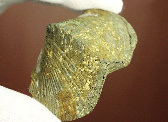 変わり種コレクション黄鉄鉱化した二枚貝の化石（その6）