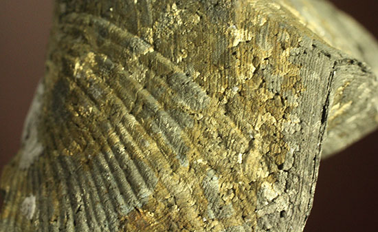 変わり種コレクション黄鉄鉱化した二枚貝の化石（その7）
