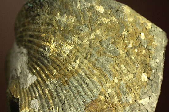 変わり種コレクション黄鉄鉱化した二枚貝の化石（その8）