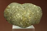 変わり種コレクション黄鉄鉱化した二枚貝の化石