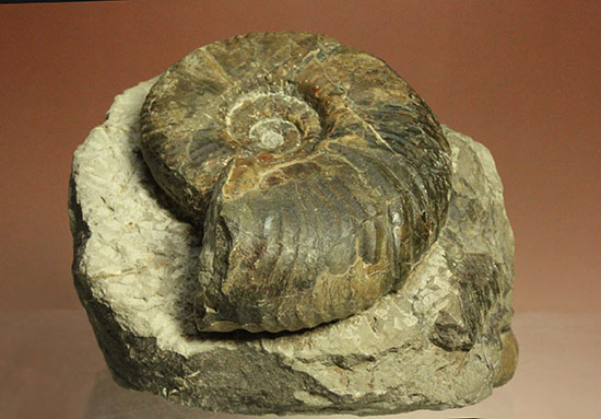 二本木認定コレクションメソプゾシア・パシフィカ(Mesopuzocia pacifica)(その18)