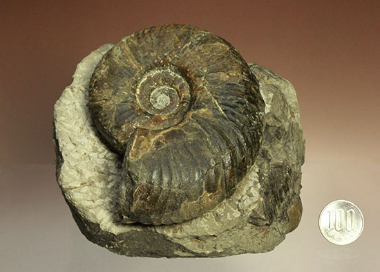 二本木認定コレクションメソプゾシア・パシフィカ(Mesopuzocia pacifica)(その20)