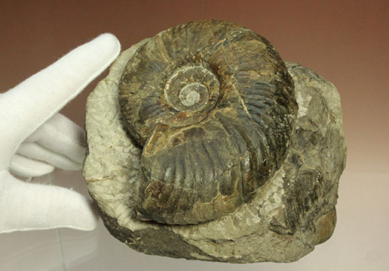 二本木認定コレクションメソプゾシア・パシフィカ(Mesopuzocia pacifica)(その8)