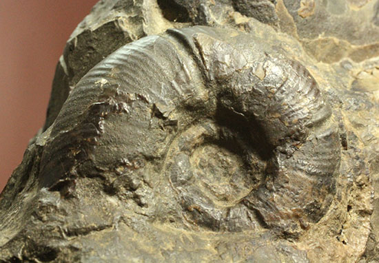 二本木認定コレクション テトラゴニテスアンモナイト群集標本(Tetragonites glabrus)(その10)