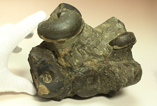 二本木認定コレクション テトラゴニテスアンモナイト群集標本(Tetragonites glabrus)(その14)