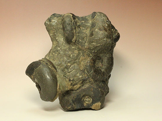 二本木認定コレクション テトラゴニテスアンモナイト群集標本(Tetragonites glabrus)(その3)