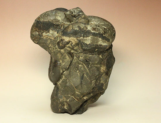 二本木認定コレクション テトラゴニテスアンモナイト群集標本(Tetragonites glabrus)(その5)