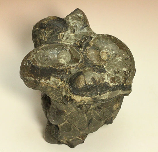 二本木認定コレクション テトラゴニテスアンモナイト群集標本(Tetragonites glabrus)(その6)