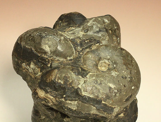 二本木認定コレクション テトラゴニテスアンモナイト群集標本(Tetragonites glabrus)(その7)