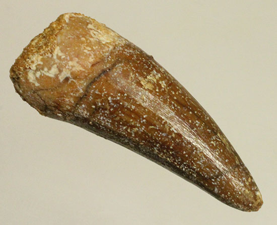 反りの形状が美しいスピノサウルスの歯化石(Spinosaurus)（その1）
