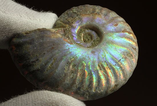 ブルーカラーが特徴の、マダガスカル産イリデッセンスアンモナイト（Ammonite)（その5）