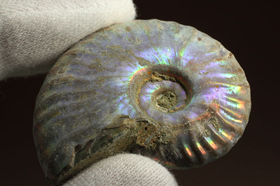 ブルーカラーが特徴の、マダガスカル産イリデッセンスアンモナイト（Ammonite)（その6）