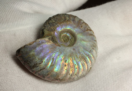 ブルーカラーが特徴の、マダガスカル産イリデッセンスアンモナイト（Ammonite)（その7）