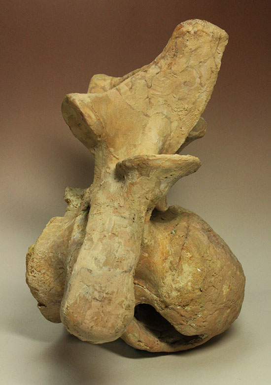 驚愕！絶句！する美品。最大級のカルカロドントサウルス第一脊椎化石