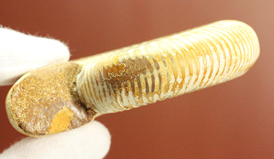 ずば抜けた肋模様にご注目！アンモナイトの典型種、ペリスフィンクテス(Perisphinctes)（その19）