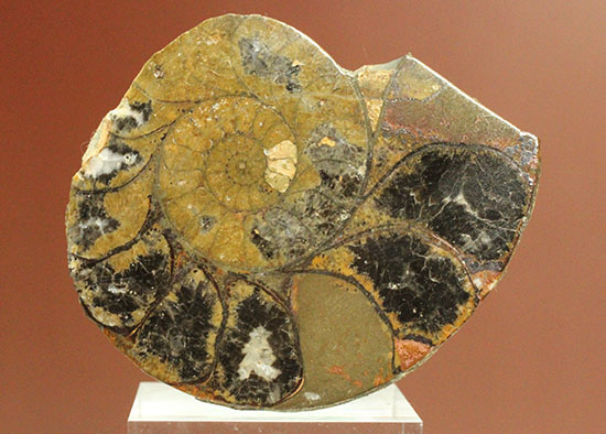 チャンスプライス！直径5cm、ヘマタイトに置換されたアンモナイトの