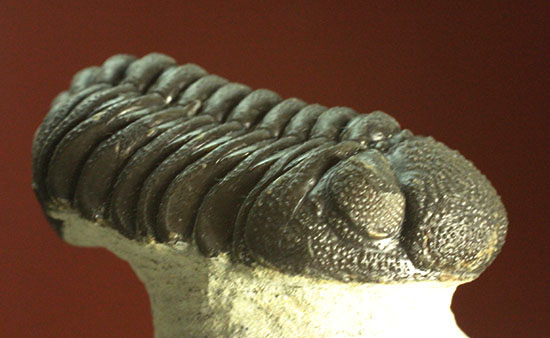 モロッコ産三葉虫ファコプスの典型的標本。ビギナーのお奨め良品です。（その15）