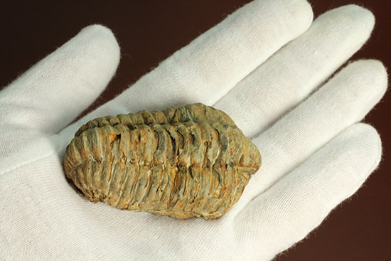 体節のうねりが感じられる、大ぶりのカリメネ三葉虫(その4)