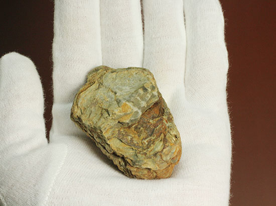 体節のうねりが感じられる、大ぶりのカリメネ三葉虫(その8)