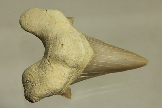 鋭い副歯にも注目！メガロドンの祖先といわれる、サメの歯オトダス化石（その1）