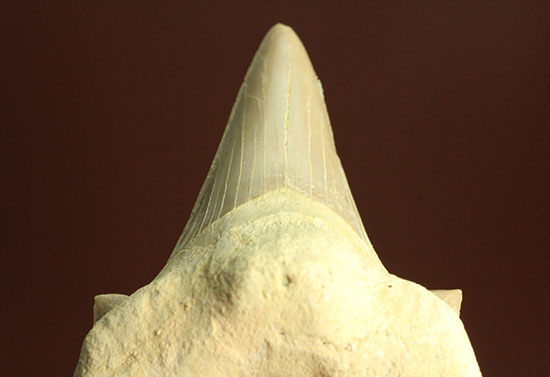 鋭い副歯にも注目！メガロドンの祖先といわれる、サメの歯オトダス化石（その11）