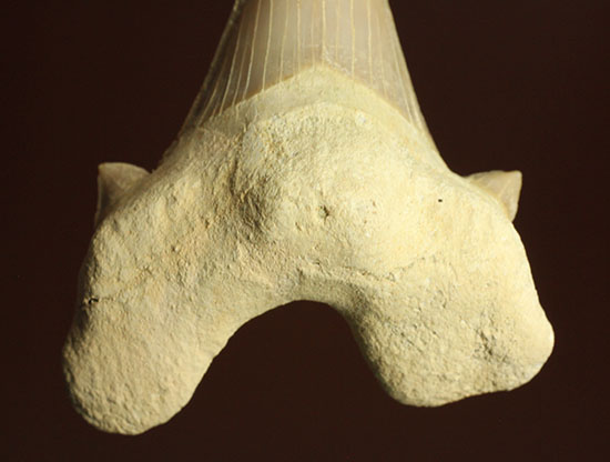 鋭い副歯にも注目！メガロドンの祖先といわれる、サメの歯オトダス化石（その12）