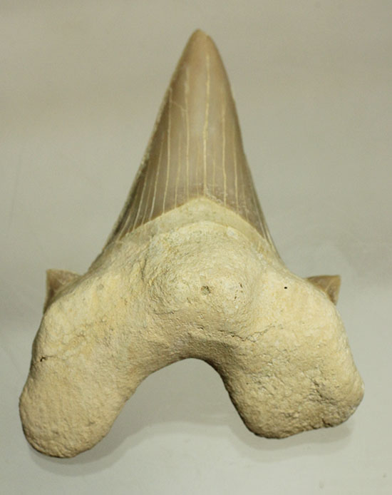 鋭い副歯にも注目！メガロドンの祖先といわれる、サメの歯オトダス化石（その13）