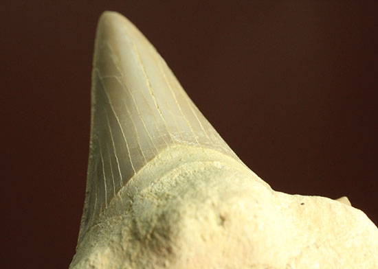 鋭い副歯にも注目！メガロドンの祖先といわれる、サメの歯オトダス化石（その6）