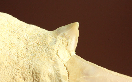 鋭い副歯にも注目！メガロドンの祖先といわれる、サメの歯オトダス化石（その8）