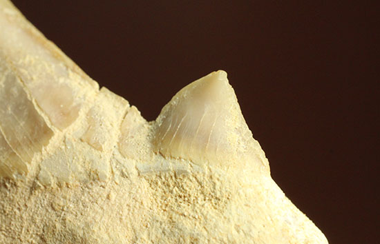 鋭い副歯にも注目！メガロドンの祖先といわれる、サメの歯オトダス化石（その9）