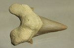 鋭い副歯にも注目！メガロドンの祖先といわれる、サメの歯オトダス化石