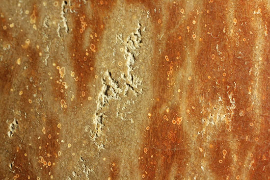 ブラウン＆レッドカラーが美しい、古代の木の化石（珪化木）（その10）