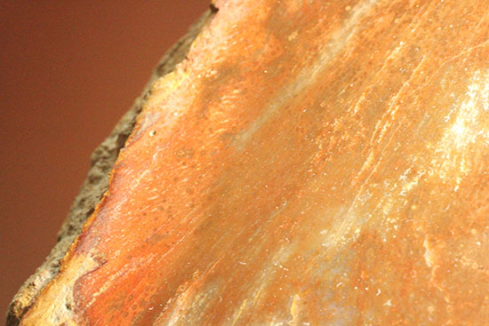 ブラウン＆レッドカラーが美しい、古代の木の化石（珪化木）（その11）