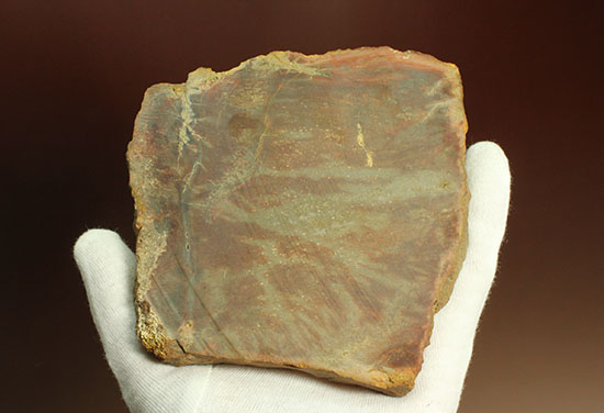 ブラウン＆レッドカラーが美しい、古代の木の化石（珪化木）（その12）