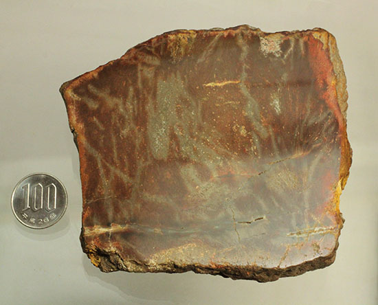 ブラウン＆レッドカラーが美しい、古代の木の化石（珪化木）（その13）