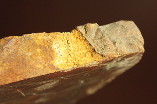 ブラウン＆レッドカラーが美しい、古代の木の化石（珪化木）（その4）
