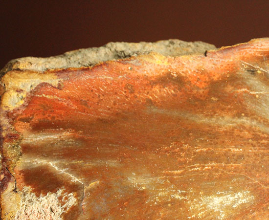 ブラウン＆レッドカラーが美しい、古代の木の化石（珪化木）（その5）