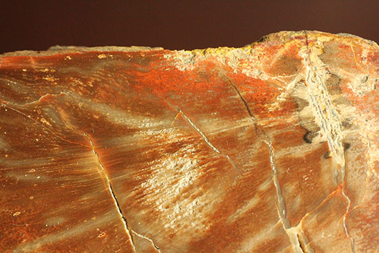 ブラウン＆レッドカラーが美しい、古代の木の化石（珪化木）（その6）