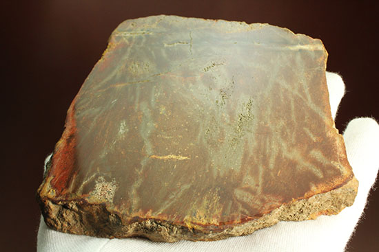 ブラウン＆レッドカラーが美しい、古代の木の化石（珪化木）（その7）