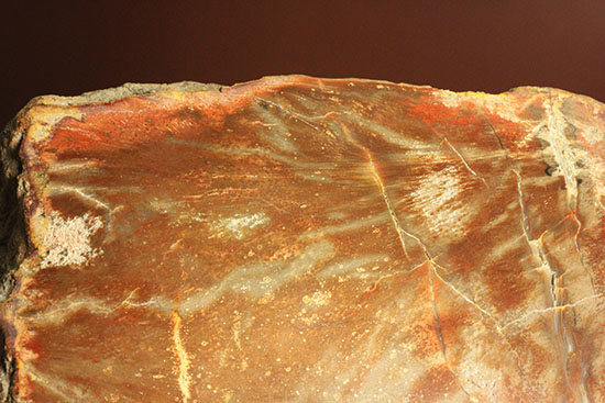 ブラウン＆レッドカラーが美しい、古代の木の化石（珪化木）（その8）