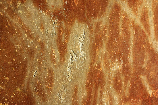 ブラウン＆レッドカラーが美しい、古代の木の化石（珪化木）（その9）