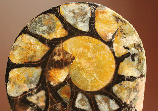 アンモナイトの構造や縫合線がよく分かる、ヘマタイトアンモナイトスライス化石(Ammonite)（その1）