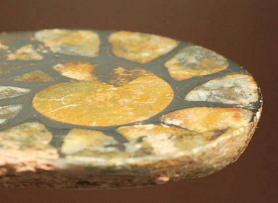 アンモナイトの構造や縫合線がよく分かる、ヘマタイトアンモナイトスライス化石(Ammonite)（その10）