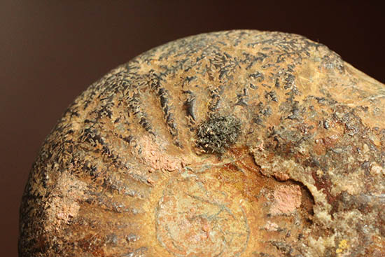 アンモナイトの構造や縫合線がよく分かる、ヘマタイトアンモナイトスライス化石(Ammonite)（その13）