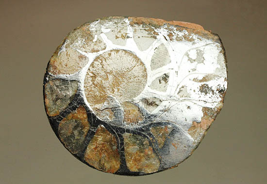 アンモナイトの構造や縫合線がよく分かる、ヘマタイトアンモナイトスライス化石(Ammonite)（その14）
