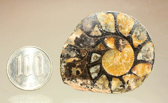 アンモナイトの構造や縫合線がよく分かる、ヘマタイトアンモナイトスライス化石(Ammonite)（その15）