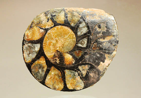 アンモナイトの構造や縫合線がよく分かる、ヘマタイトアンモナイトスライス化石(Ammonite)（その2）