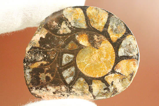 アンモナイトの構造や縫合線がよく分かる、ヘマタイトアンモナイトスライス化石(Ammonite)（その3）